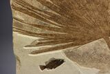 Fossil Palm and Fish Mural - Green River Formation, Wyoming #342428-9